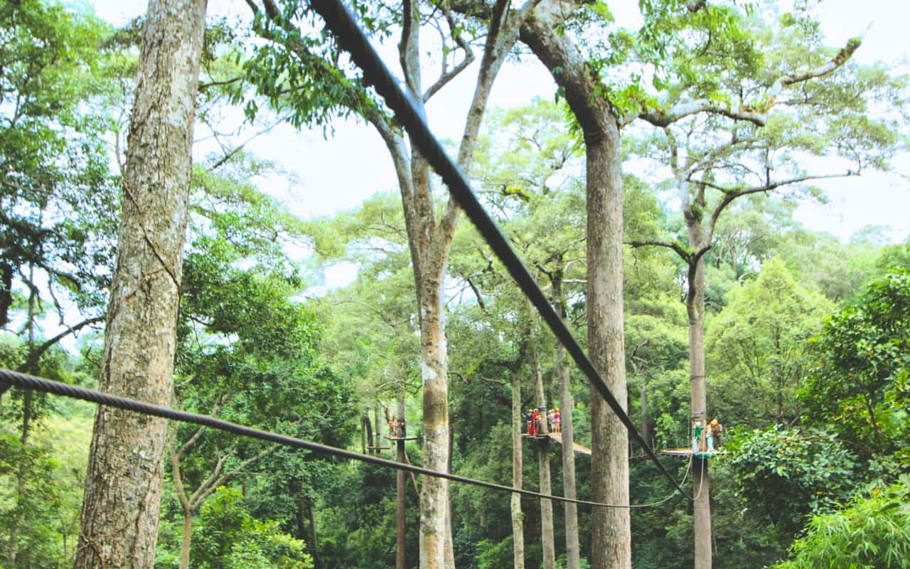 Jungle Flight Chiang Mai is open daily